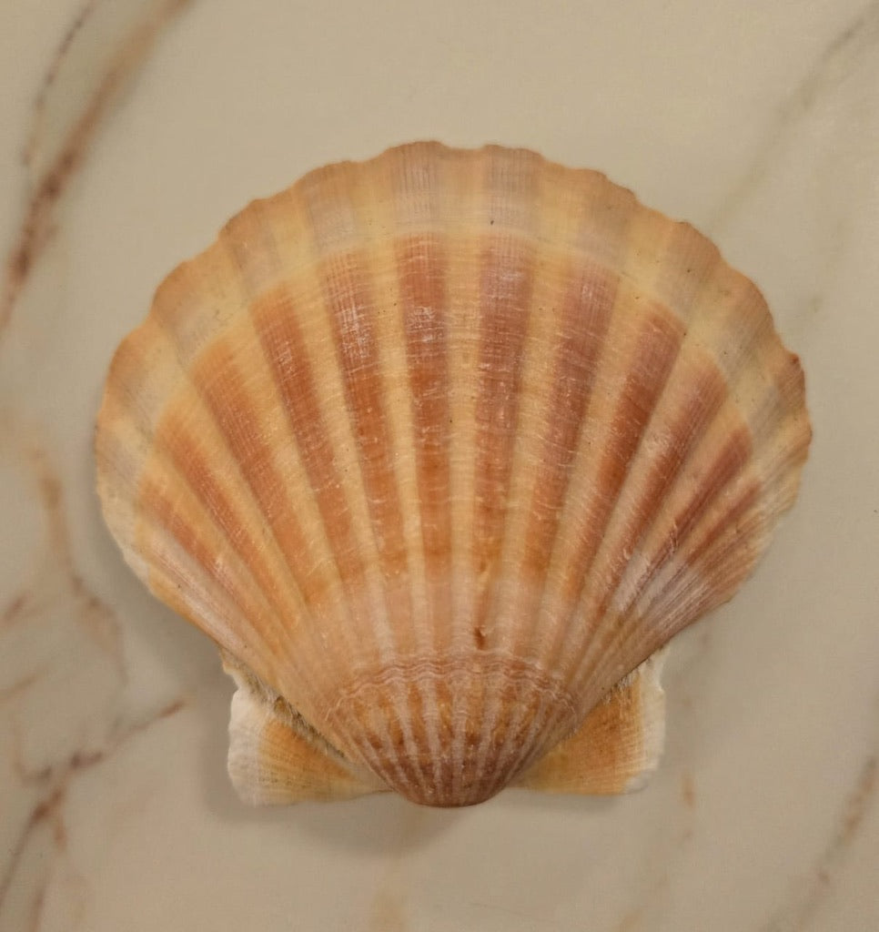 La Coquille Saint-Jacques : Trésor des Mers et Gardienne des Énergies