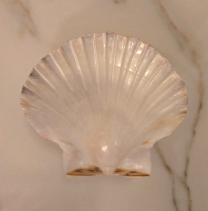 Coquille St Jacques Naturelle