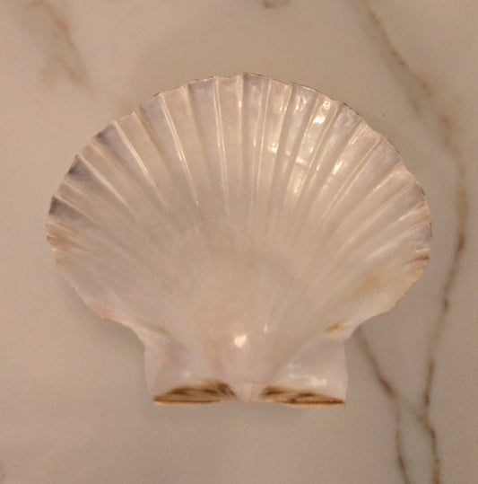 Coquille St Jacques Naturelle